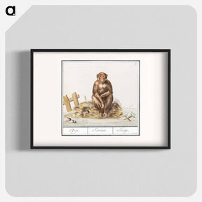 アートポスター-Monkey, Primates - アンセルムス ボエティウス デ ブート Poster.