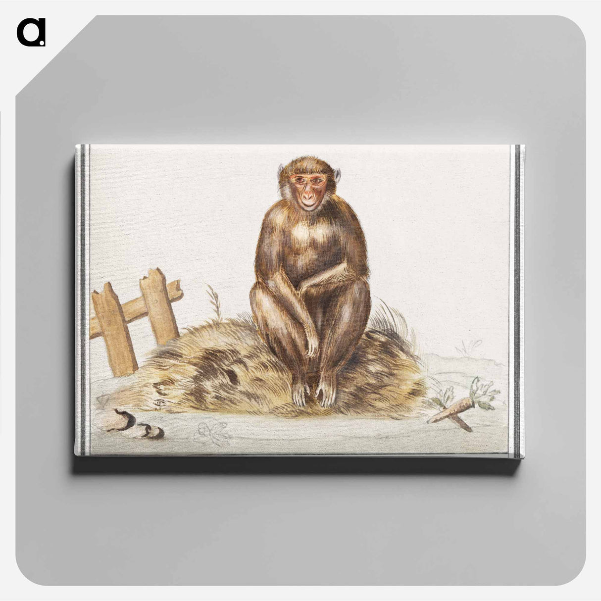 Monkey, Primates - アンセルムス ボエティウス デ ブート Canvas.