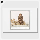 Monkey, Primates - アンセルムス ボエティウス デ ブート Poster.