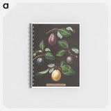 アートメモ帳-Plums
 - クリーブランド美術館 Memo.