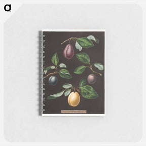 アートメモ帳-Plums
 - クリーブランド美術館 Memo.