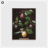 アートポストカード-Plums
 - クリーブランド美術館 Postcard.