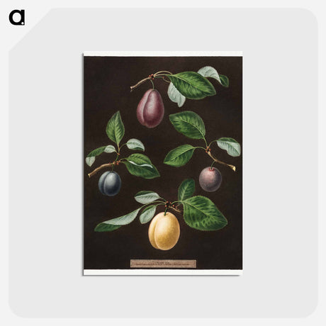 アートポストカード-Plums
 - クリーブランド美術館 Postcard.