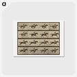 アートポストカード-Animal Locomotion
 - エドワード マイブリッジ Postcard.