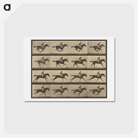 アートポストカード-Animal Locomotion
 - エドワード マイブリッジ Postcard.