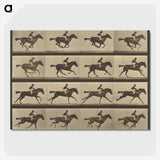 2-36_Eadweard-Muybridge_picture-crop