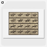 2-36_Eadweard-Muybridge_picture