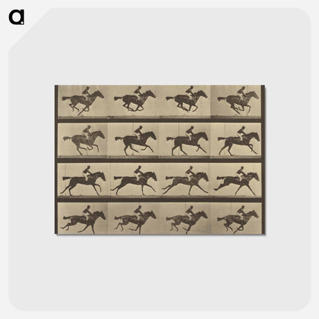 アートポストカード-Animal Locomotion
 - エドワード マイブリッジ Postcard.
