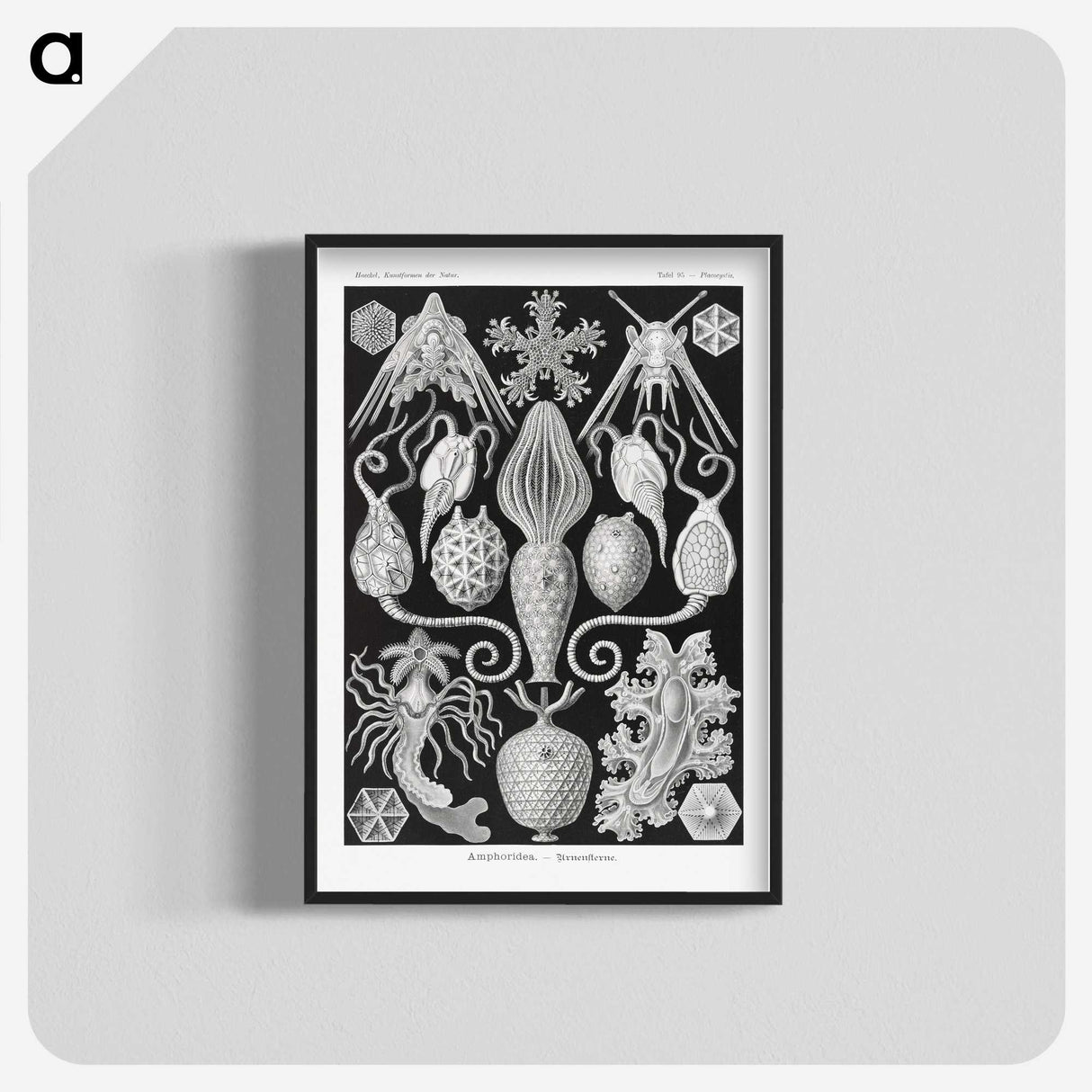 2-36_Ernst-Haeckel_blk-crop