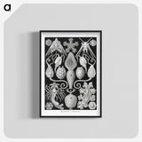 2-36_Ernst-Haeckel_blk-crop