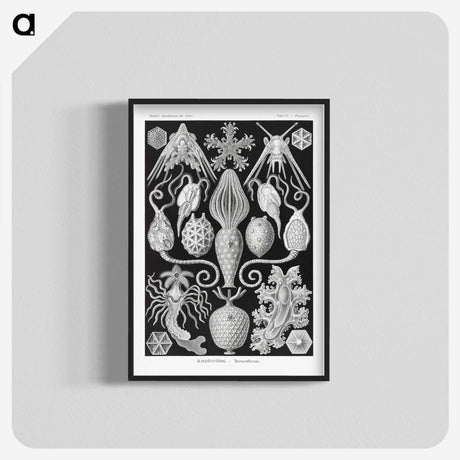 2-36_Ernst-Haeckel_blk-crop