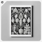 2-36_Ernst-Haeckel_canvas
