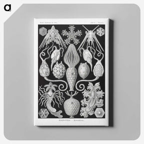 2-36_Ernst-Haeckel_canvas