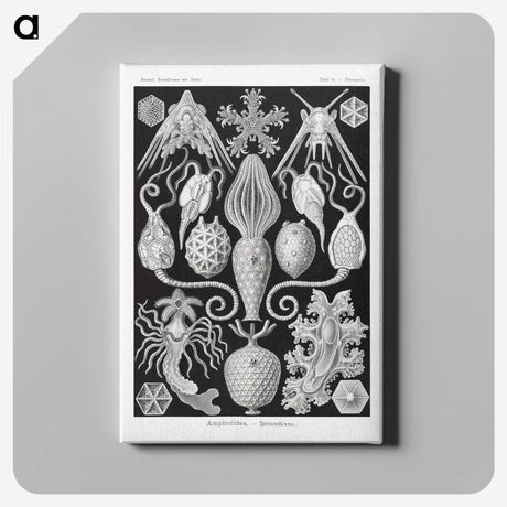 2-36_Ernst-Haeckel_canvas