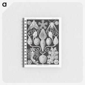 2-36_Ernst-Haeckel_memo