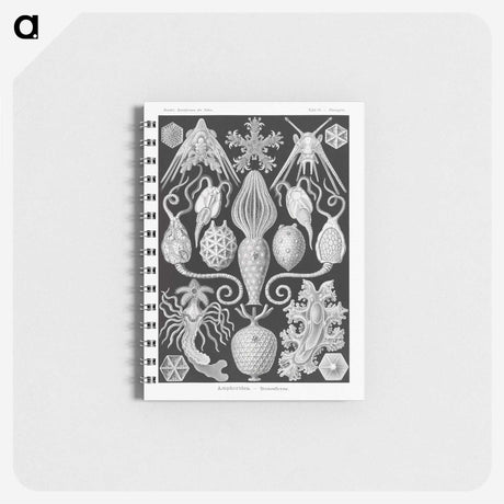 2-36_Ernst-Haeckel_memo