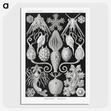 2-36_Ernst-Haeckel_picture-crop