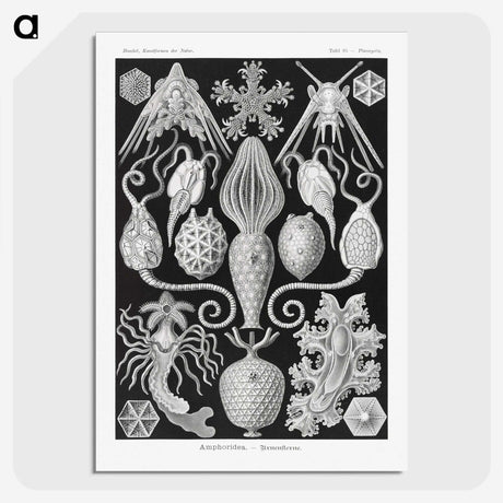 2-36_Ernst-Haeckel_picture-crop
