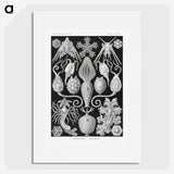 2-36_Ernst-Haeckel_picture