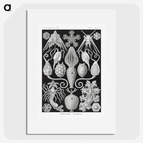 2-36_Ernst-Haeckel_picture