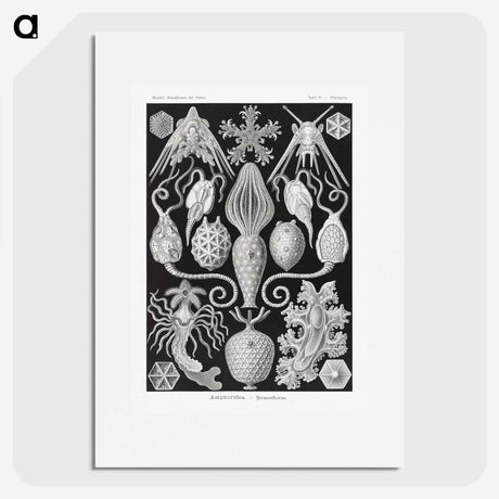 2-36_Ernst-Haeckel_picture