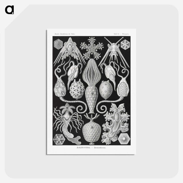 2-36_Ernst-Haeckel_postcard