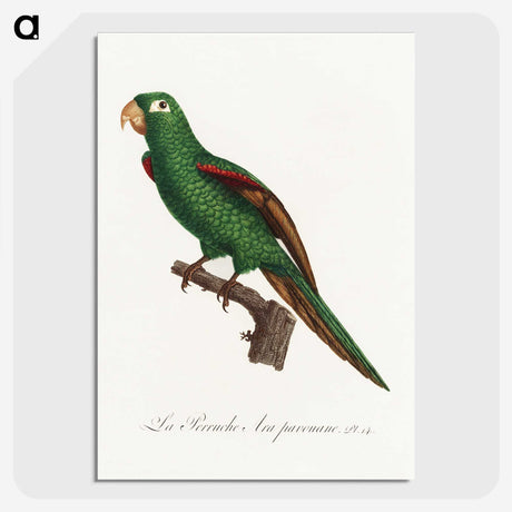 2-36_Francois-Levaillant_picture-crop