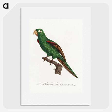 2-36_Francois-Levaillant_picture