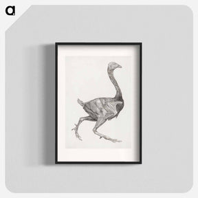 アートポスター-Fowl Body, Lateral View
 - ジョージ スタッブス Poster.