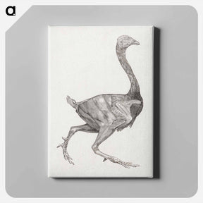 アートパネル-Fowl Body, Lateral View
 - ジョージ スタッブス Canvas.
