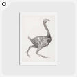 アートポストカード-Fowl Body, Lateral View
 - ジョージ スタッブス Postcard.