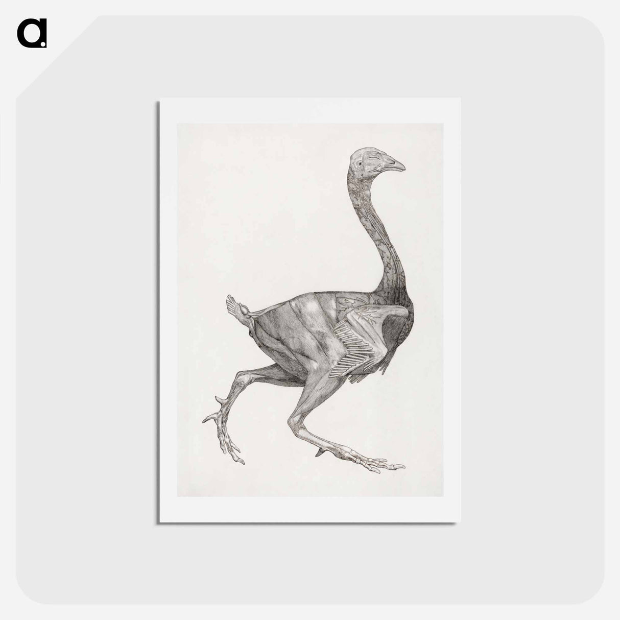 アートポストカード-Fowl Body, Lateral View
 - ジョージ スタッブス Postcard.
