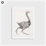 アートポストカード-Fowl Body, Lateral View
 - ジョージ スタッブス Postcard.