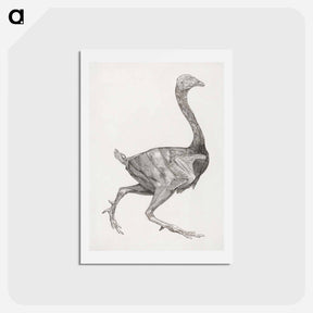アートポストカード-Fowl Body, Lateral View
 - ジョージ スタッブス Postcard.