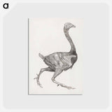 アートポストカード-Fowl Body, Lateral View
 - ジョージ スタッブス Postcard.