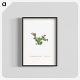 2-36_Histoire-des-Plantes-Grasses_blk
