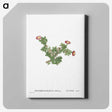 2-36_Histoire-des-Plantes-Grasses_canvas