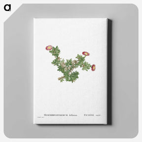 2-36_Histoire-des-Plantes-Grasses_canvas