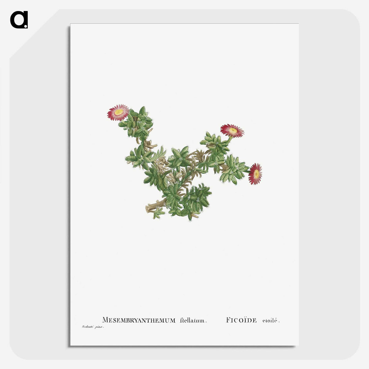 2-36_Histoire-des-Plantes-Grasses_picture-crop