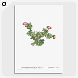 2-36_Histoire-des-Plantes-Grasses_picture-crop