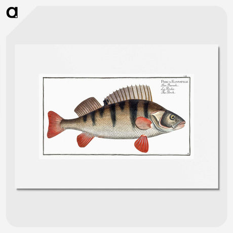 2-36_Ichtyologie-ou-Histoire-naturelle_picture