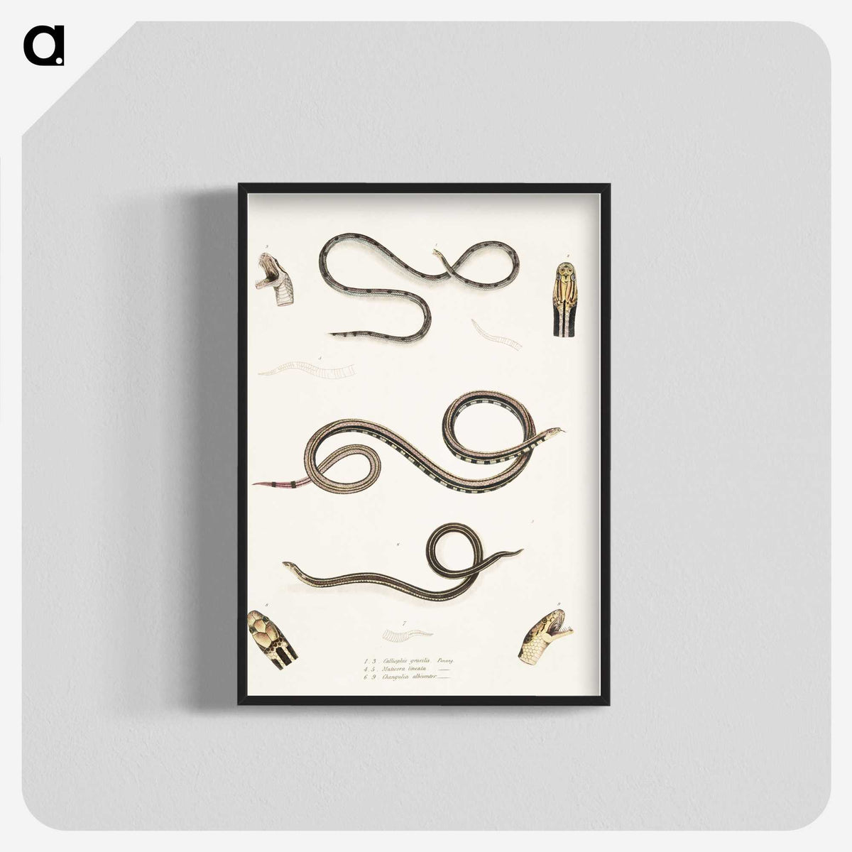 2-36_Indian-Zoology_blk-crop