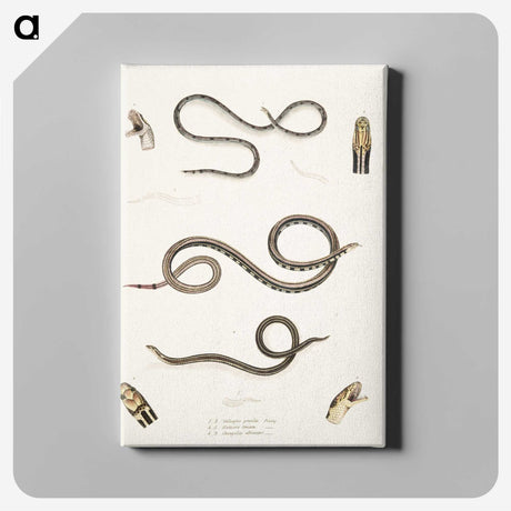 2-36_Indian-Zoology_canvas