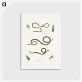 2-36_Indian-Zoology_hagaki