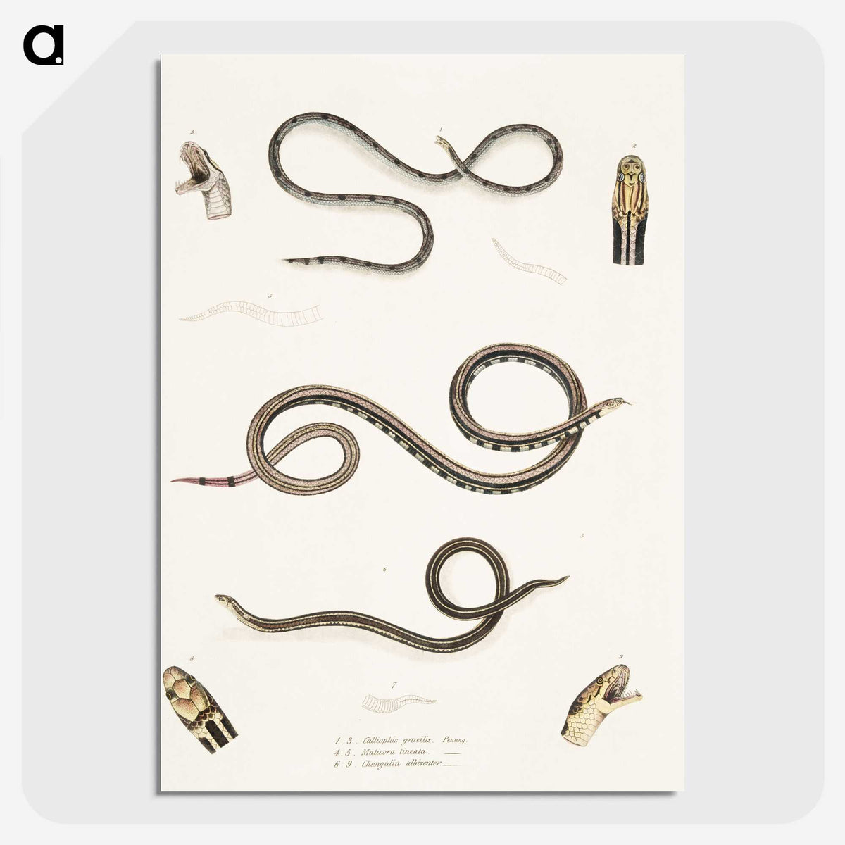 2-36_Indian-Zoology_picture-crop