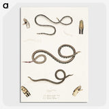 2-36_Indian-Zoology_picture-crop