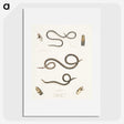 2-36_Indian-Zoology_picture