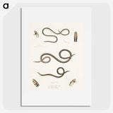 2-36_Indian-Zoology_picture