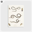 2-36_Indian-Zoology_postcard