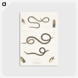 2-36_Indian-Zoology_postcard